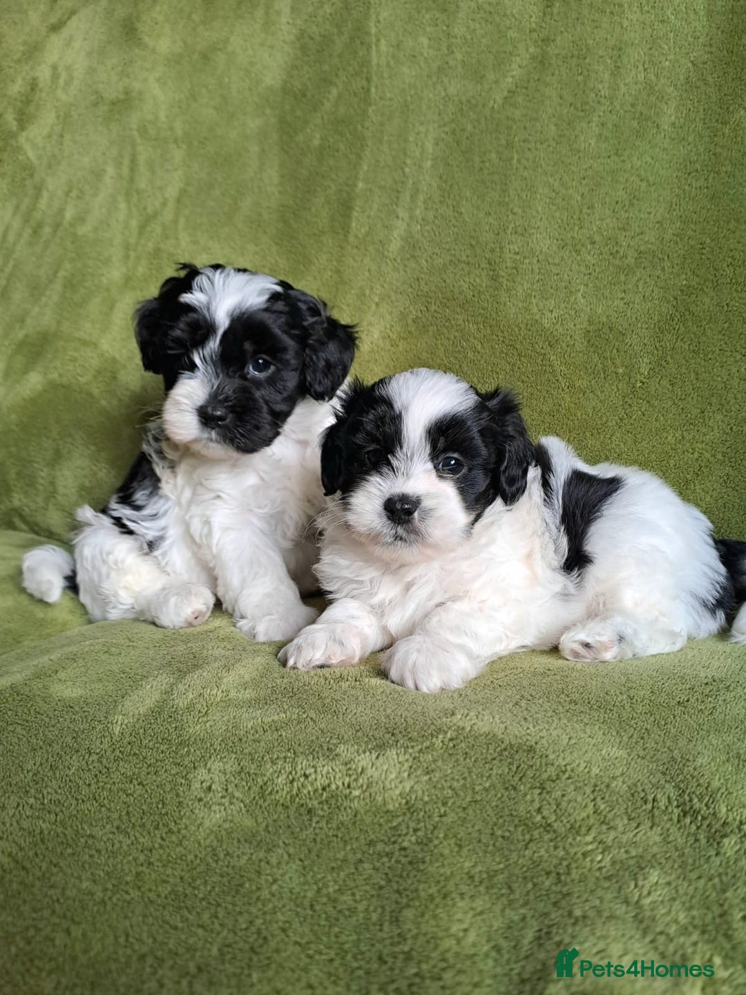Lhasapoo dogs for sale: Lhasa Apso x Toy Poodle pups. Ready 11.09.25 - Image 22