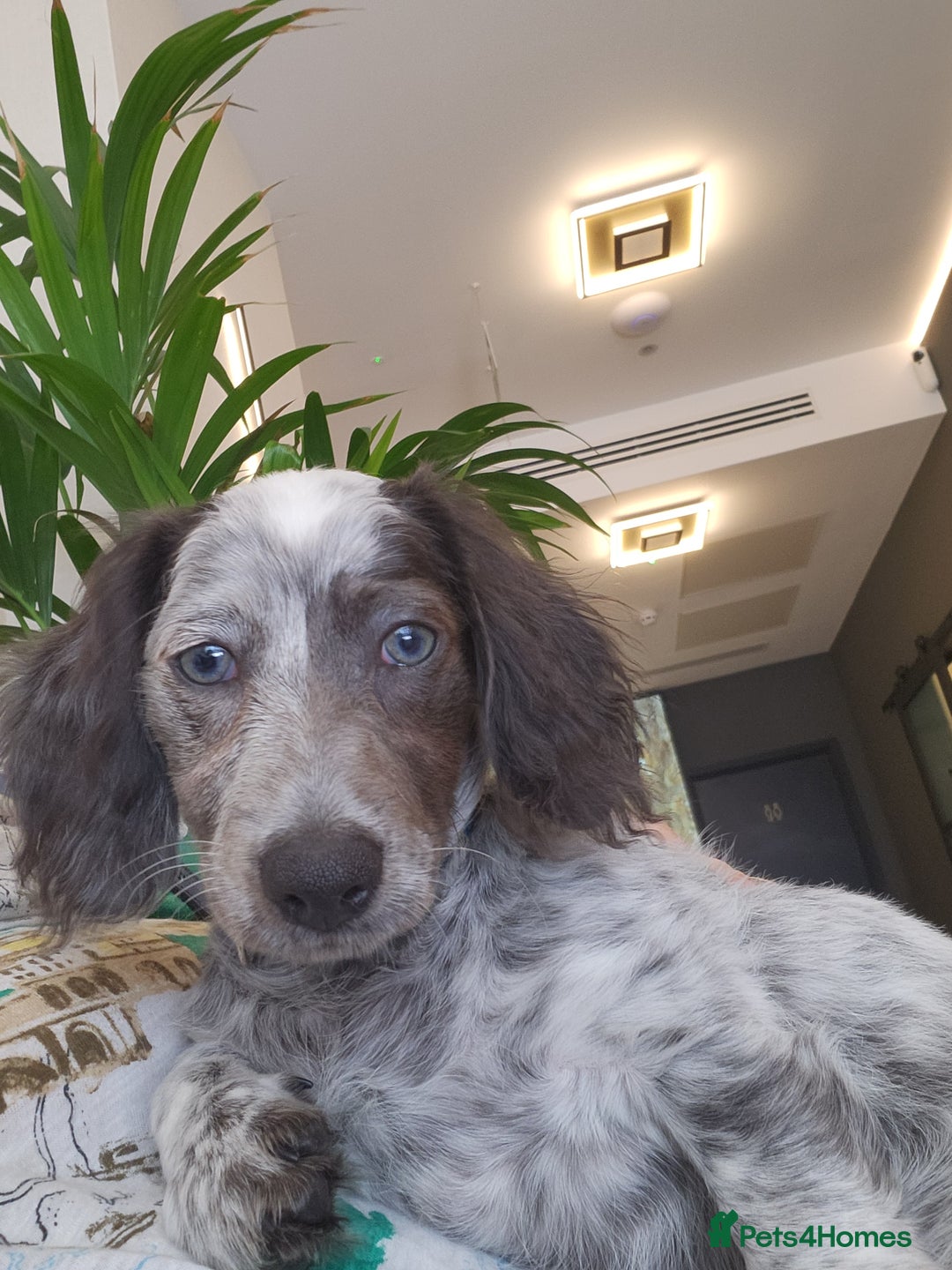 Dachshund dogs for sale: 2 White/Black/Tan long-haired dachshund puppies - Image 12
