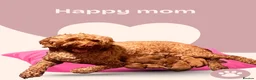 Australian Labradoodle dogs for sale: Last minute cancellation💙♥️Australian labradoodle - Advert 35