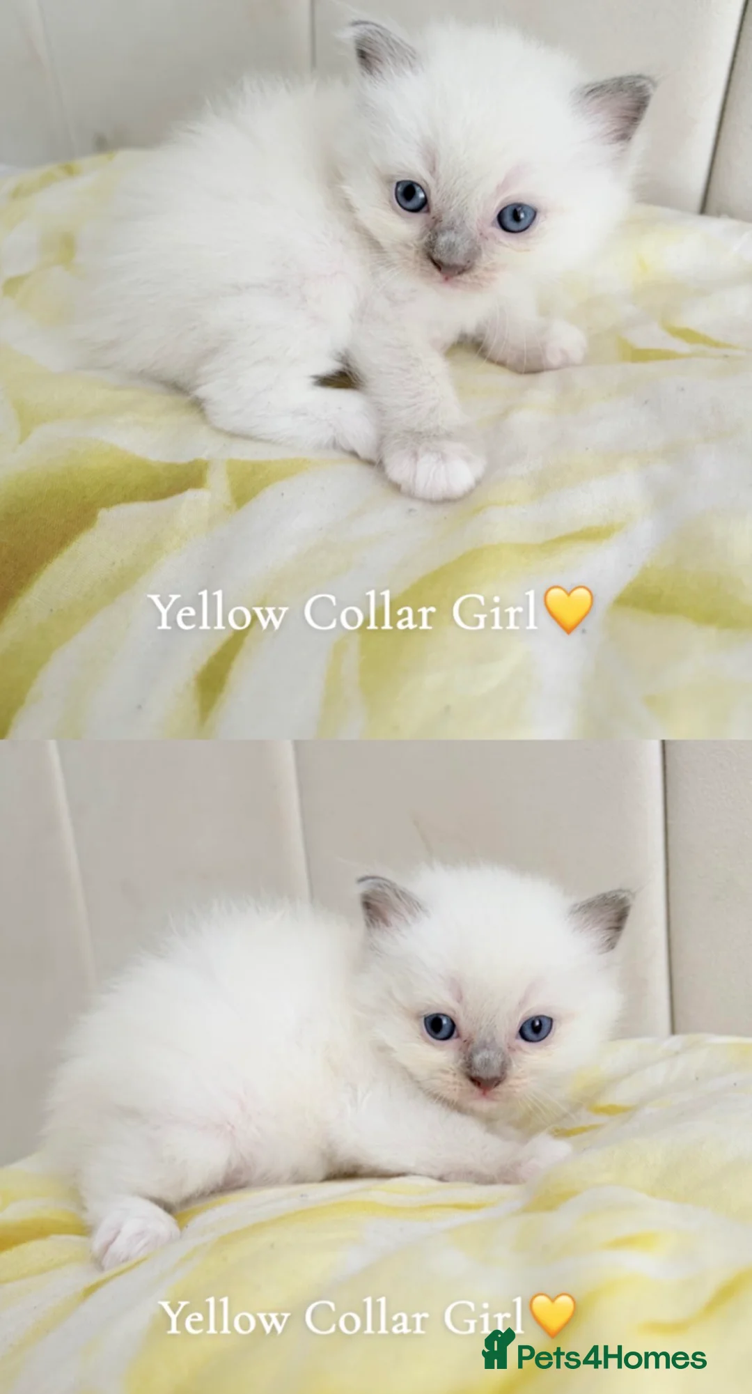 Ragdoll cats for sale: Five Beautiful Ragdoll Kittens - Now Here🤍 - Advert 2