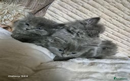 Ragdoll cats for sale: Ragdoll kittens  - Image 19