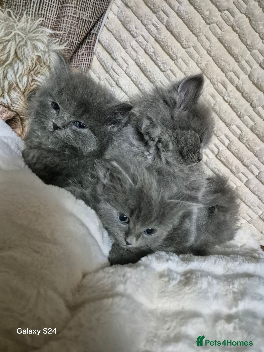 Ragdoll cats for sale: Ragdoll kittens  - Image 19