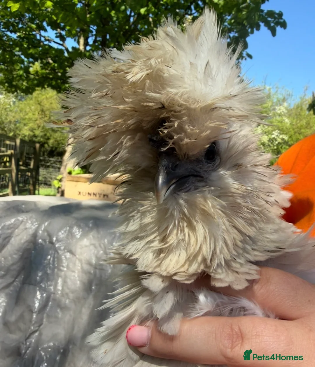 Chickens poultry for sale: 5 bantam hens cross polish silkie  - Advert 5