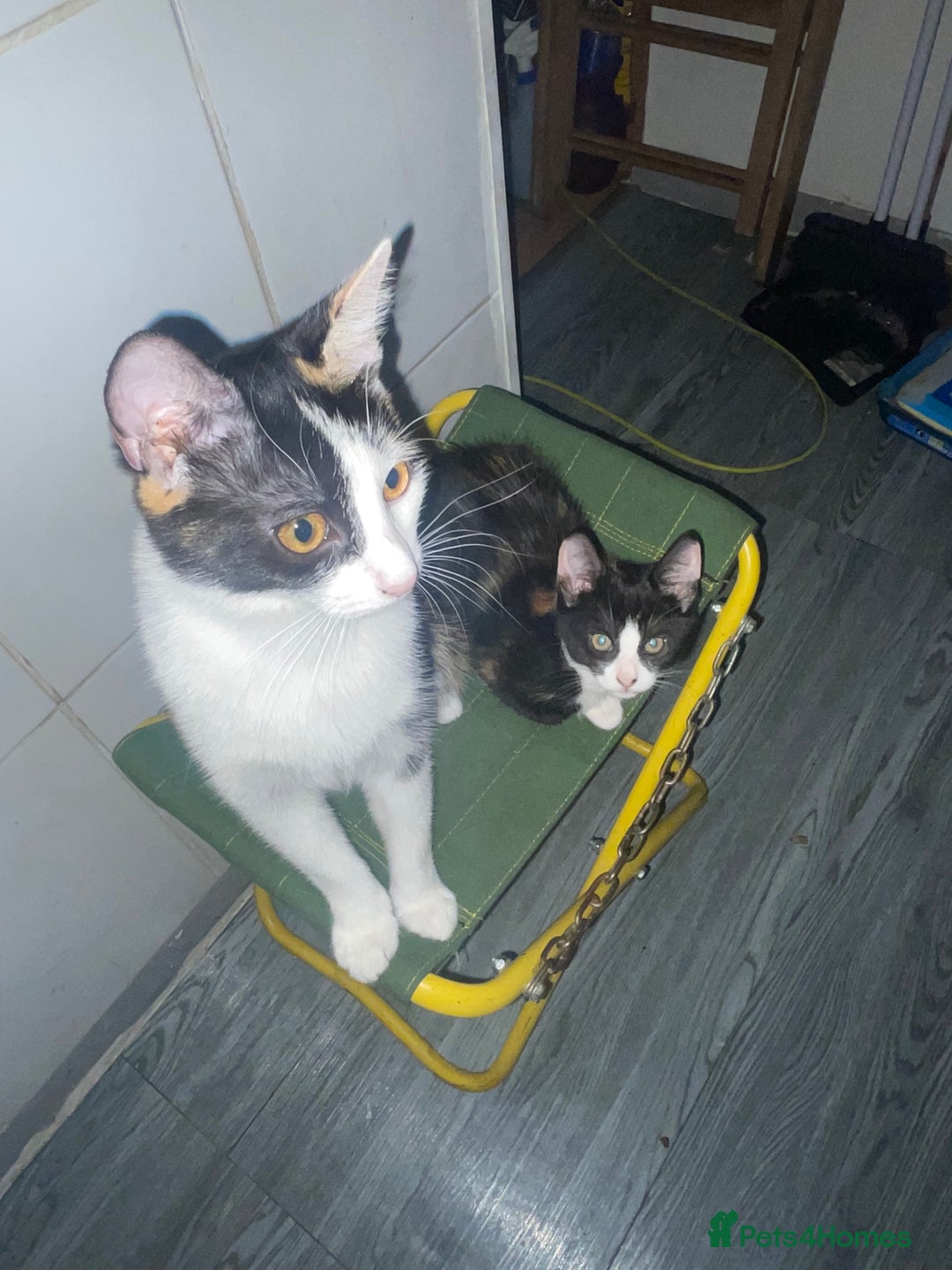 Domestic Shorthair cats for sale: 3 Month Old Calico Cat 🐱  - Image 4