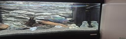 Cichlids fish for sale: Vieja Cichlid Fish - Advert 3
