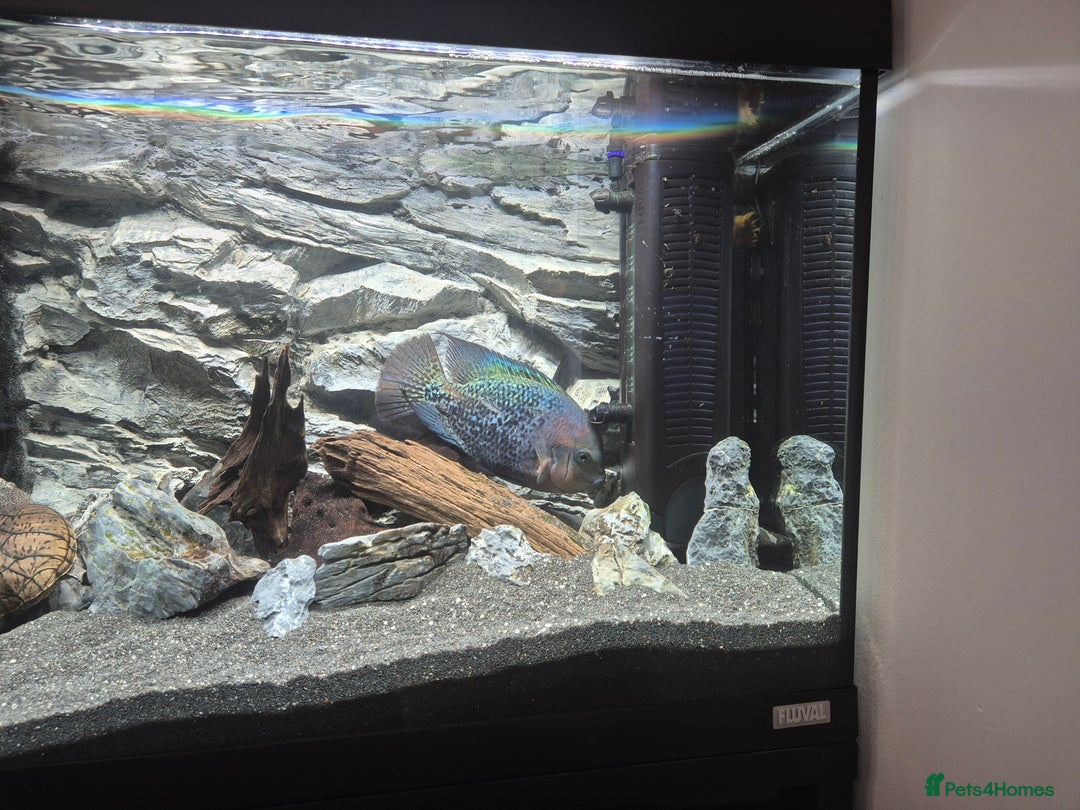 Cichlids fish for sale: Vieja Cichlid Fish - Advert 3