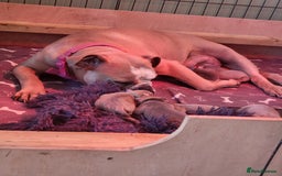 Old Tyme Bulldog dogs for sale: Kyro & Lyla Litter Old Tyme Old English Bullgdog - Image 4