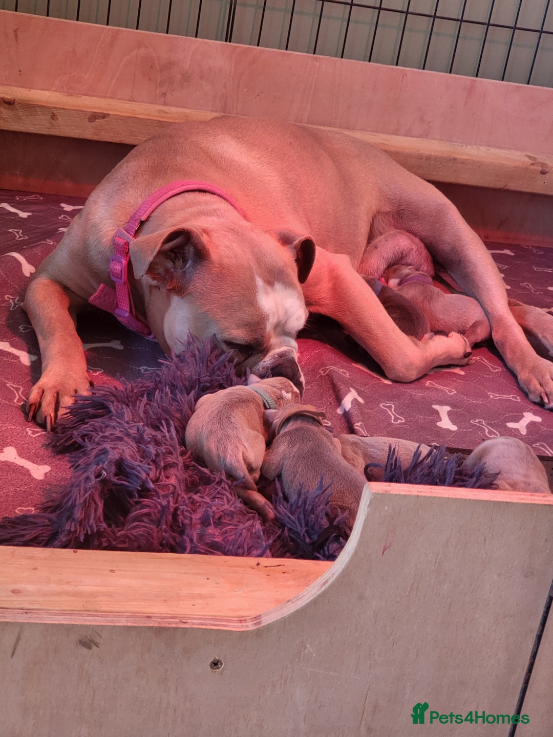 Old Tyme Bulldog dogs for sale: Kyro & Lyla Litter Old Tyme Old English Bullgdog - Image 4