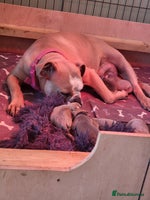 Old Tyme Bulldog dogs - Advert 1