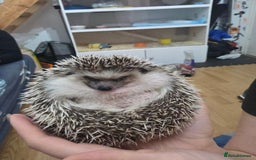 Pygmy Hedgehog rodents for sale: african pygmy hedgehog - Image 2