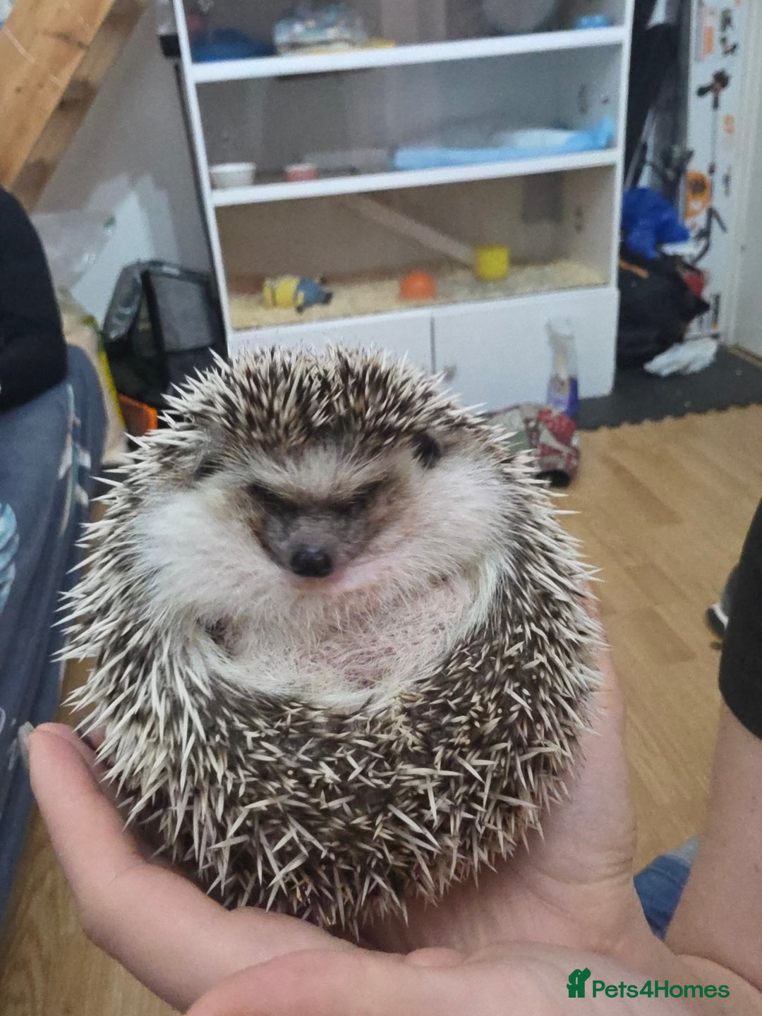 Pygmy Hedgehog rodents for sale: african pygmy hedgehog - Image 2