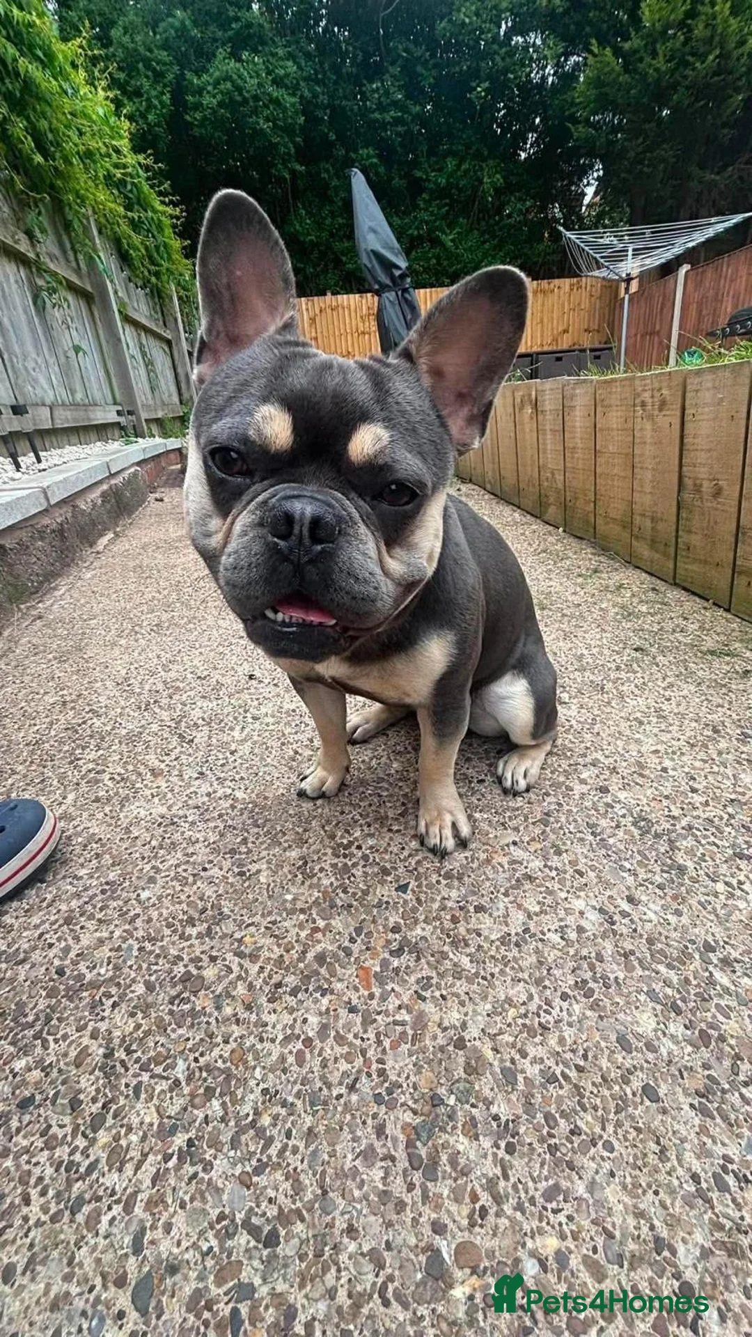 French Bulldog dogs for sale: Blue and tan French bulldog male  - Advert 3