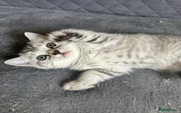 British Shorthair cats for sale: Stunning British Shorthair  - Image 4
