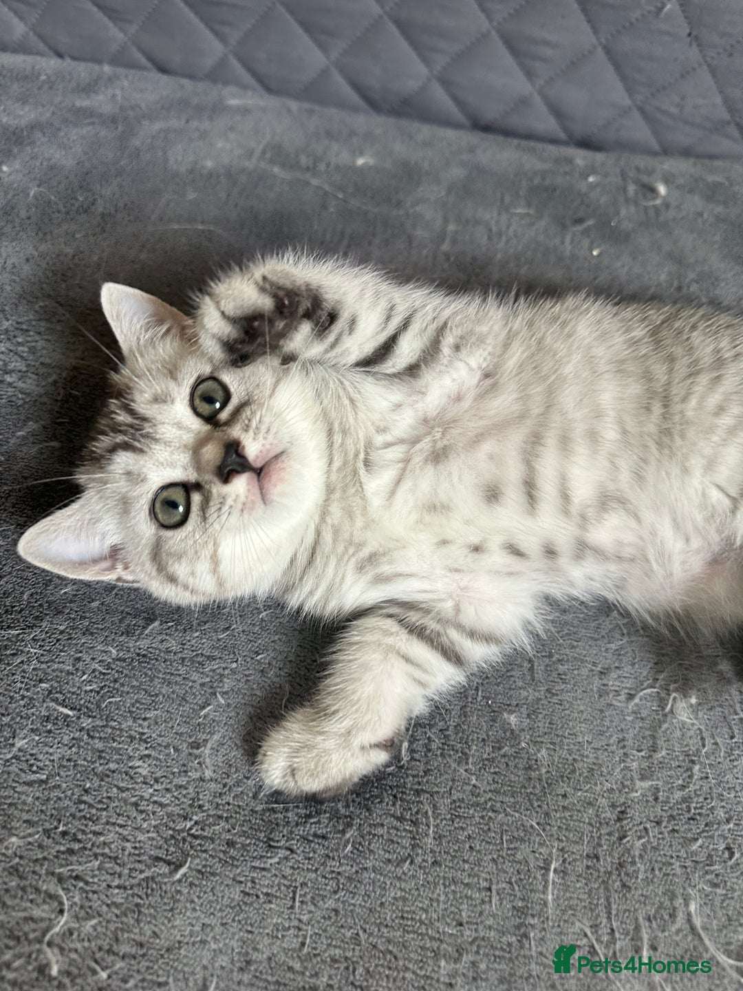 British Shorthair cats for sale: Stunning British Shorthair  - Image 4