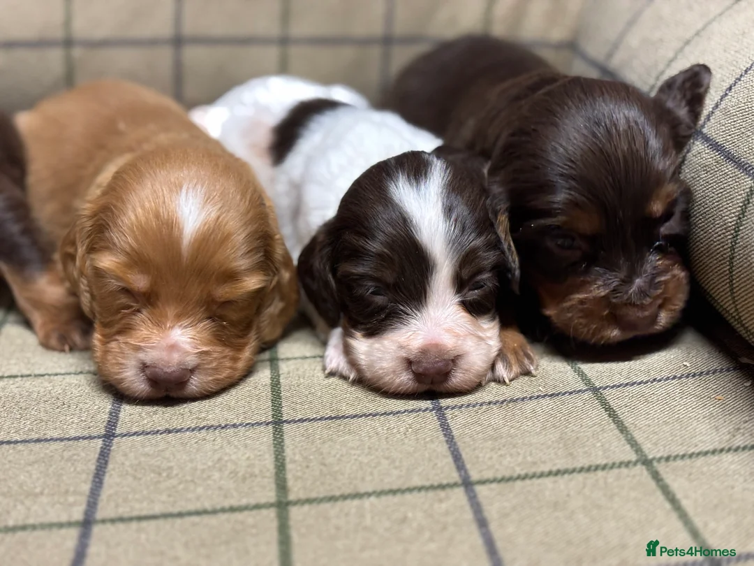 Cocker Spaniel dogs for sale: Stunning Cocker Spaniel Puppies  - Advert 13