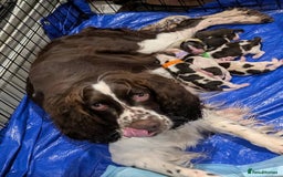English Springer Spaniel dogs for sale: Liver/whitee Springer Spaniels - Image 9
