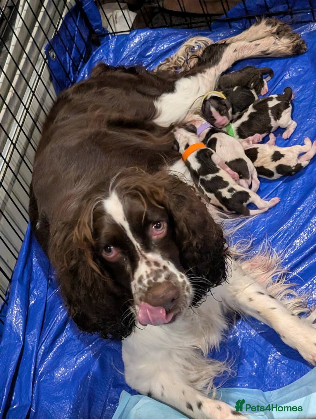 English Springer Spaniel dogs for sale: Liver/whitee Springer Spaniels - Image 9
