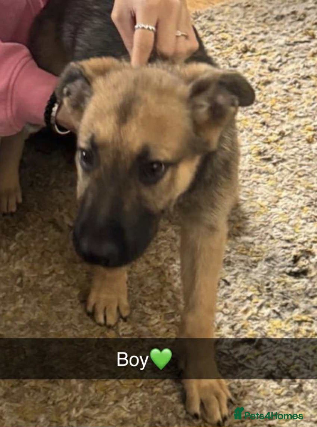 Mixed Breed dogs for sale: 3 German Shepherd cross breed puppies for sale! - Advert 3