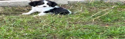 Cavalier King Charles Spaniel dogs for sale: Beautiful Cavalier Puppies Looking for Forever in Ashford - Advert 6