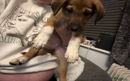 Mixed Breed dogs for sale: German shepherd x whippet  - Image 18