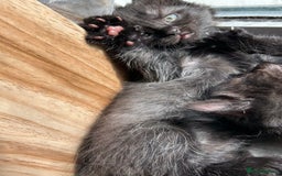 Ragdoll cats for sale: Ragdoll x Russian white kittens  - Image 2