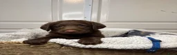Labradoodle dogs for sale: Adorable labradoodle puppies  - Advert 17