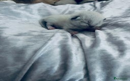Ragdoll cats for sale: Ragdoll kittens  - Image 11