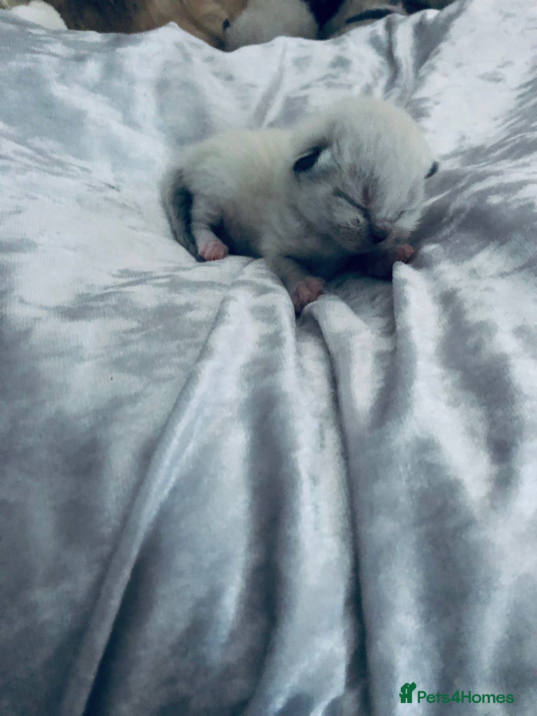 Ragdoll cats for sale: Ragdoll kittens  - Image 11