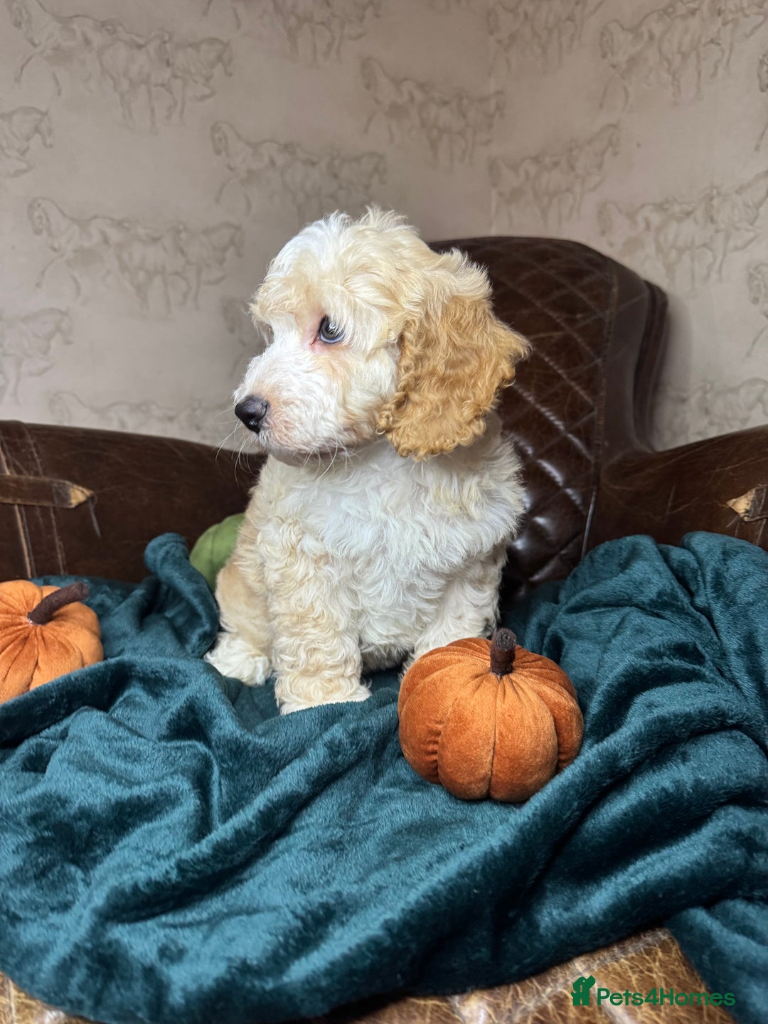 Cockapoo dogs for sale: Pedro f1 cockapoo  - Image 3