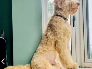 Goldendoodle dogs LAST 3 LARGE PREMIUM MULTIGEN DOUBLE DOODLES 🐾🐾 - Advert 7