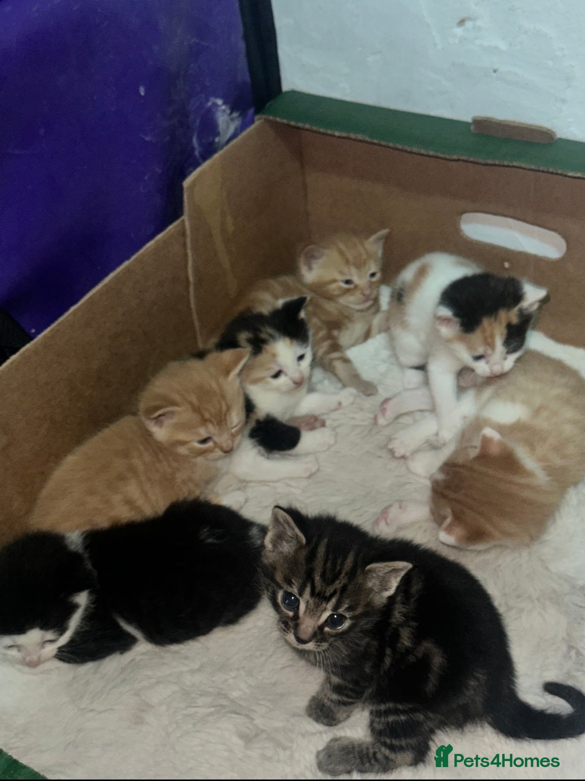 Mixed Breed cats CUTE KITTENS NOW FOR SALE!! - Advert 9