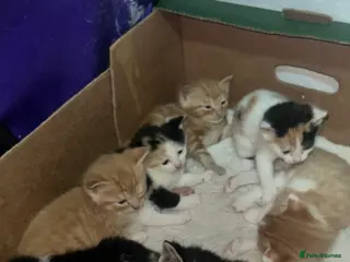 Mixed Breed cats CUTE KITTENS NOW FOR SALE!! - Advert 2