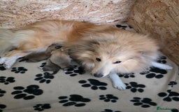 Shetland Sheepdog dogs for sale: Shetland Sheepdog Puppies - Image 1