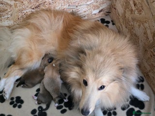 Shetland Sheepdog dogs for sale - Advert 1