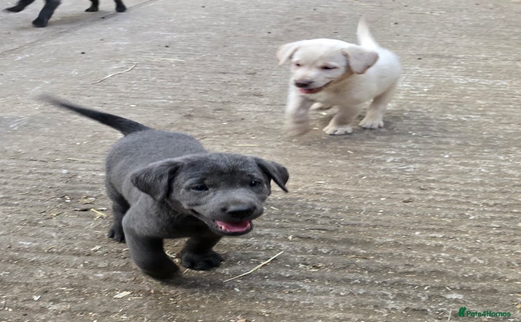 Labrador Retriever dogs - Advert 4