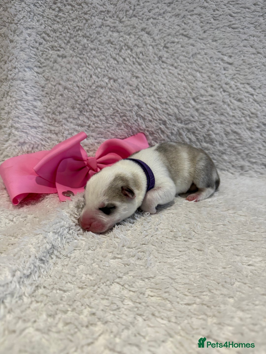 Siberian Husky dogs for sale: Beautiful Siberian Husky Puppies Ready to Reserve - Advert 18