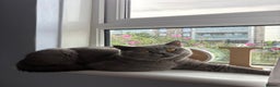British Shorthair cats for sale: ADULT MALE BRITISH SHORTHAIR FOR SALE  - Advert 5
