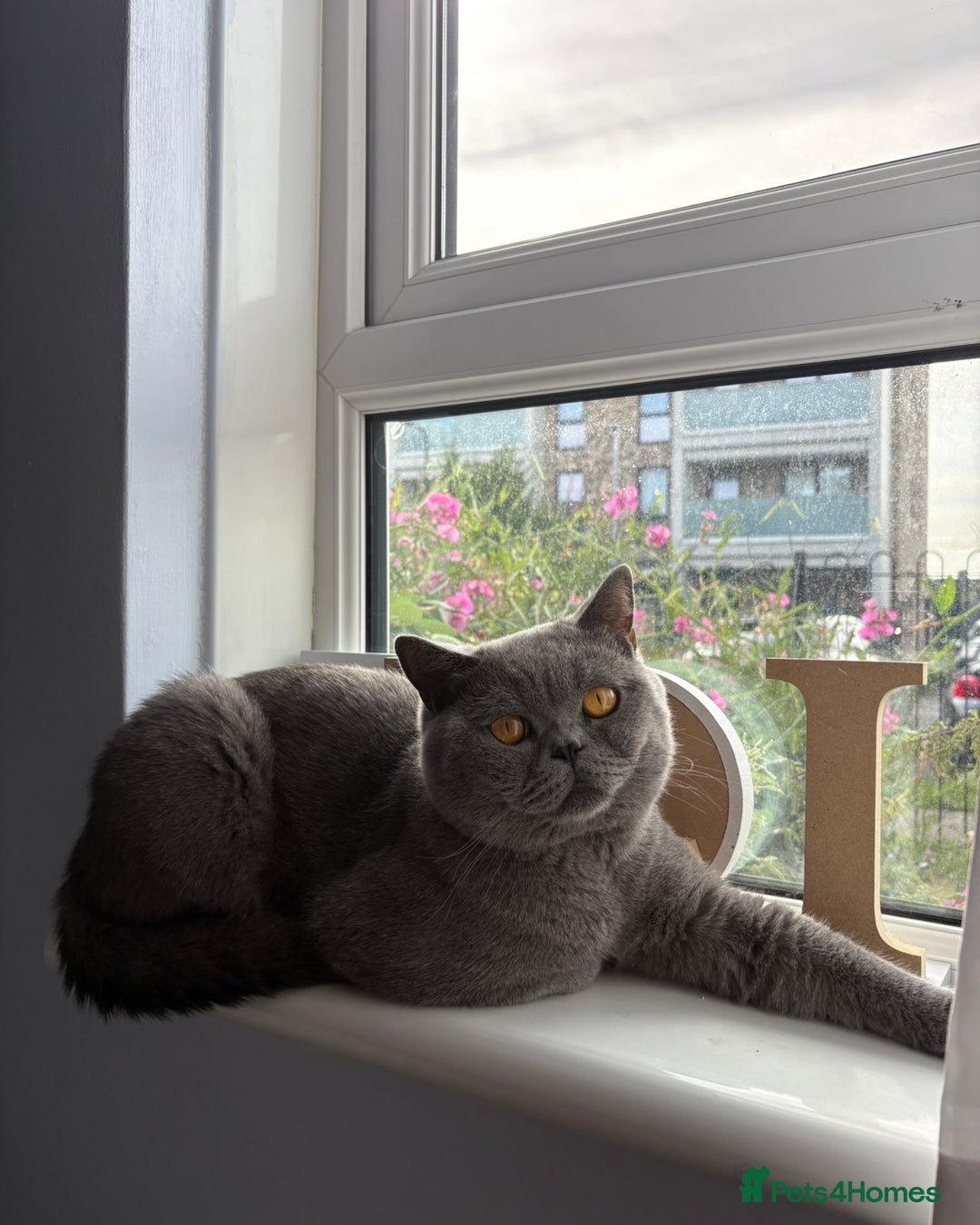 British Shorthair cats for sale: ADULT MALE BRITISH SHORTHAIR FOR SALE  - Advert 5