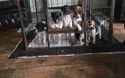 Jack Russell dogs for sale: 2 boys & 1 girl left, Ready & available from today - Image 11