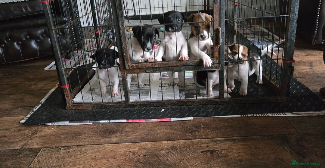 Jack Russell dogs for sale: 2 boys & 1 girl left, Ready & available from today - Image 11
