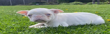 French Bulldog Puppy 3
