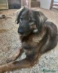 Mixed Breed dogs Meet Lucky, currently residing in Herefordshire - Advert 6