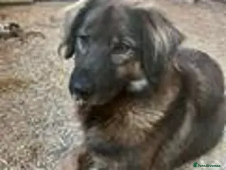 Mixed Breed dogs Meet Lucky, currently residing in Herefordshire - Advert 6