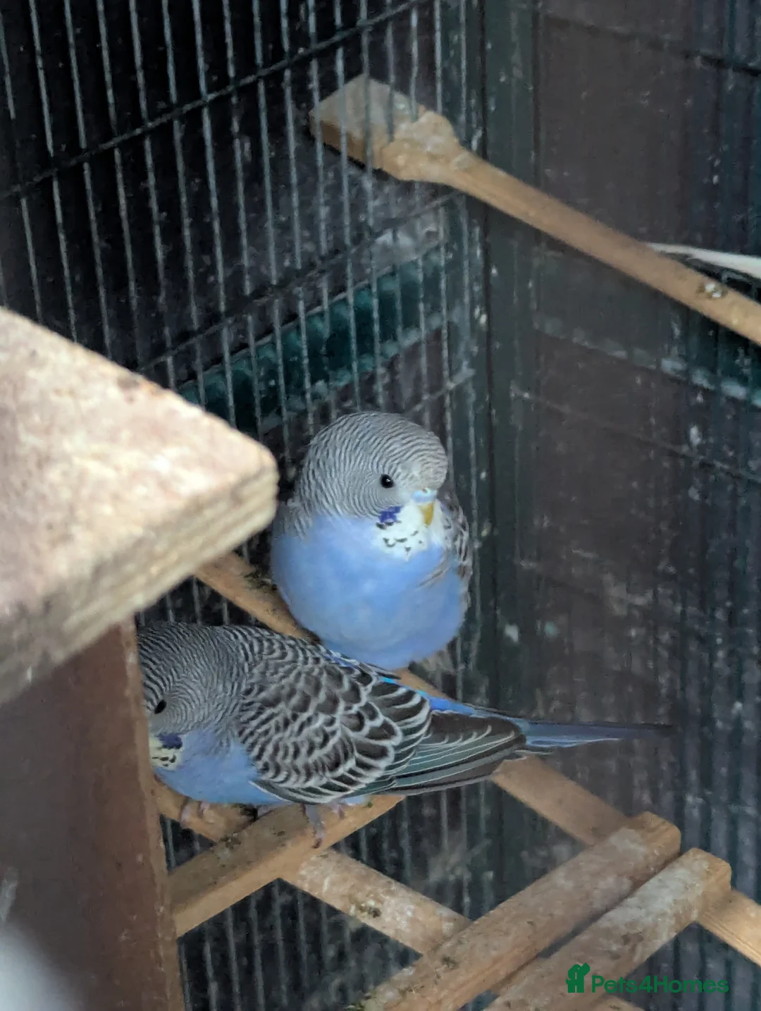 Budgerigars birds for sale: Baby budgies  - Advert 9