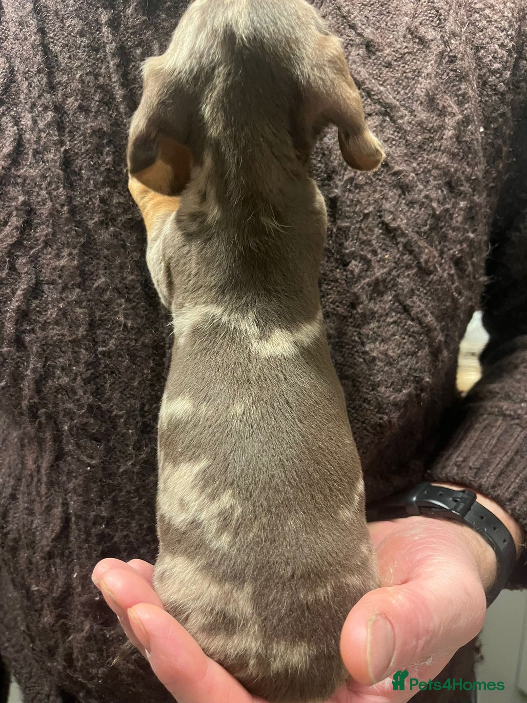 Dachshund dogs for sale: 4 gorgeous puppies for sale - Image 18