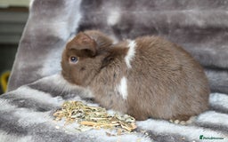 Mini Lop rabbits for sale: 3 Mini Plush x Mini Lop babies  - Image 5