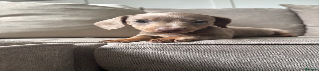 Miniature Dachshund Puppy 2