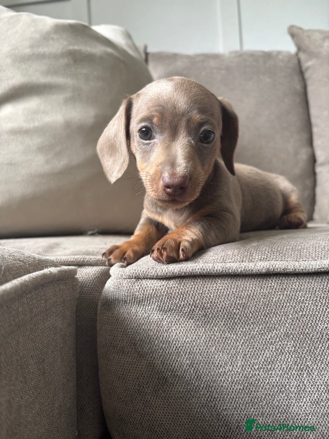 Miniature Dachshund dogs for sale: Beautiful Isabella & Tan miniature dashchunds✨🐾 - Image 4