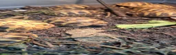 Hermann Tortoise reptiles for sale: Hermann Tortoises  - Advert 3