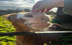 Welsh Section A horses for sale: Teddy 18 month sec a  - Image 1